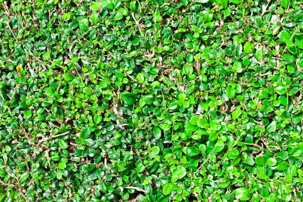 Tło zielony liść. — Zdjęcie stockowe