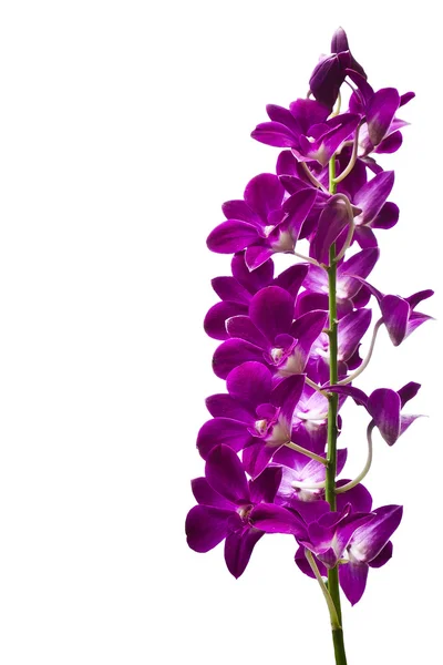 Fialové orchideje na bílém pozadí — Stock fotografie