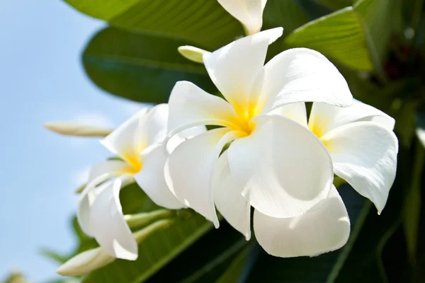 Belles fleurs blanches frangipani — Photo