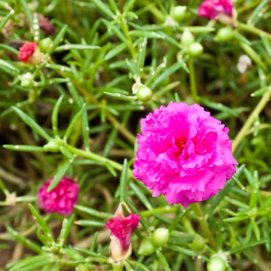 Portulaca çiçek