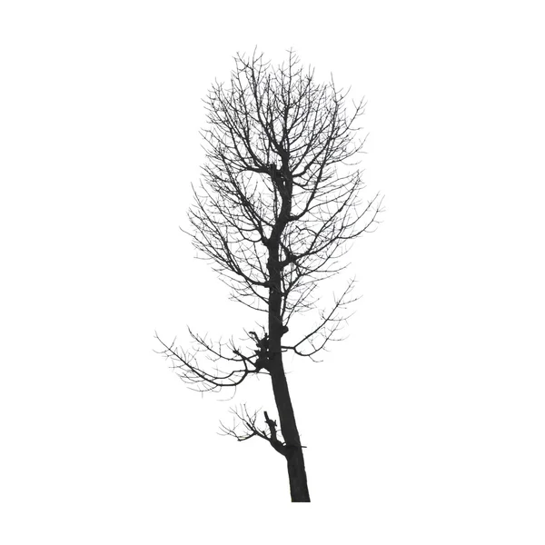 Dead trees on white background. — Stock Photo, Image