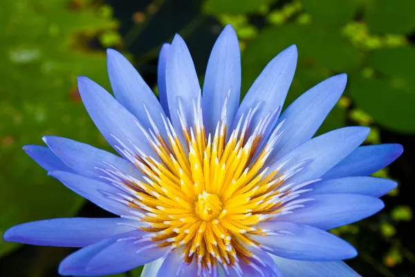 Blue and yellow water lily, lotus — Stock Photo, Image