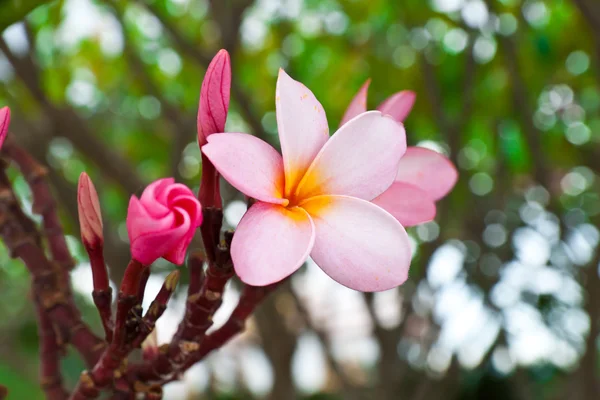 Frangipani-Blüten aus nächster Nähe. — Stockfoto