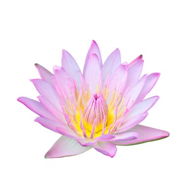beyaz izole tek lotus çiçeği