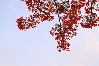 Tavus kuşu çiçekler