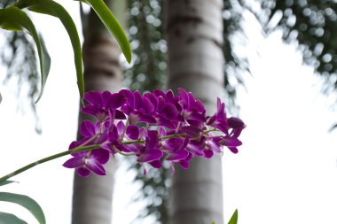 Mor orkide