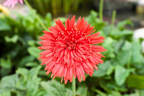 Gerbera çiçek — Stok fotoğraf