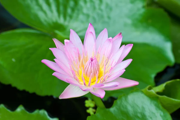 Rosa Lotusblume, schöner Lotus. — Stockfoto