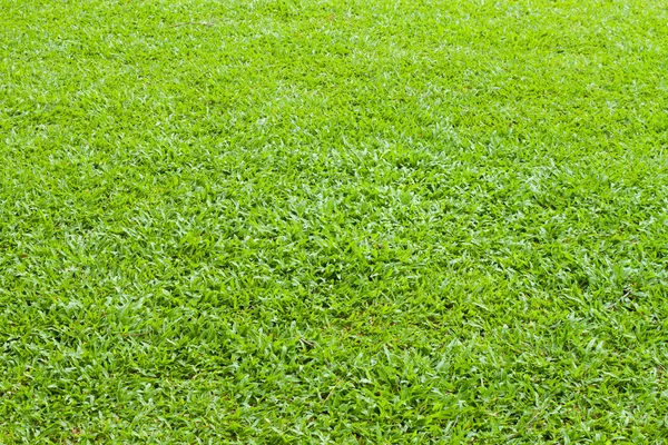 Green grass — Stock Photo, Image