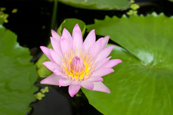 Lotus fleur — Photo