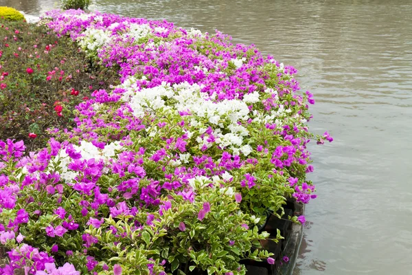 Bougainvillea roxo — Fotografia de Stock