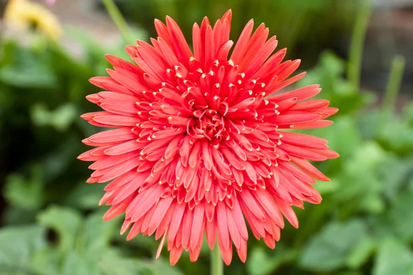 Gerbera çiçek — Stok fotoğraf