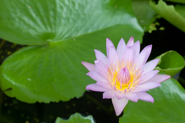 ピンク蓮の花 — ストック写真