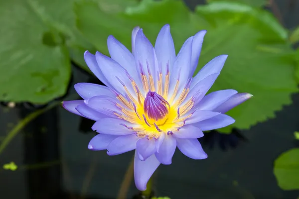 Fleurs de nénuphars — Photo