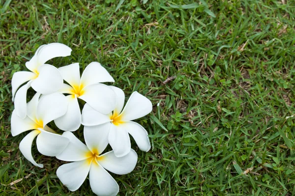 Vit frangipani blommor — Stockfoto