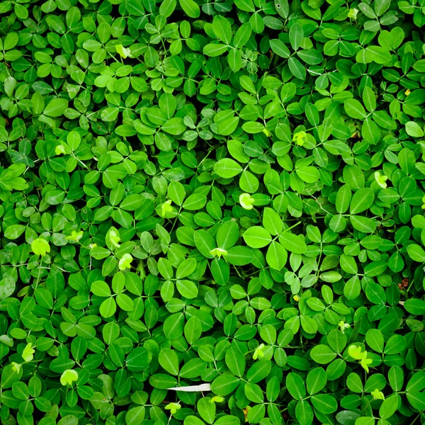 Leaf — Stock Photo, Image