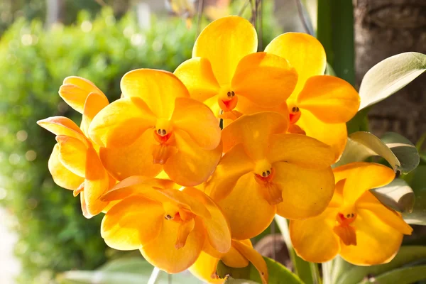 Vanda orkide çiçeği — Stok fotoğraf