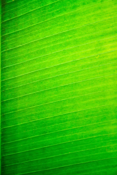 Closeup z banánových listů pozadí. — Stock fotografie
