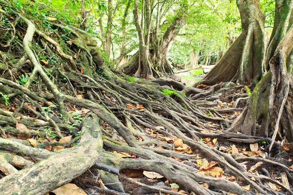 Raíz de árbol grande — Foto de Stock