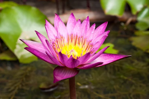 Beautiful lotus. — Stock Photo, Image