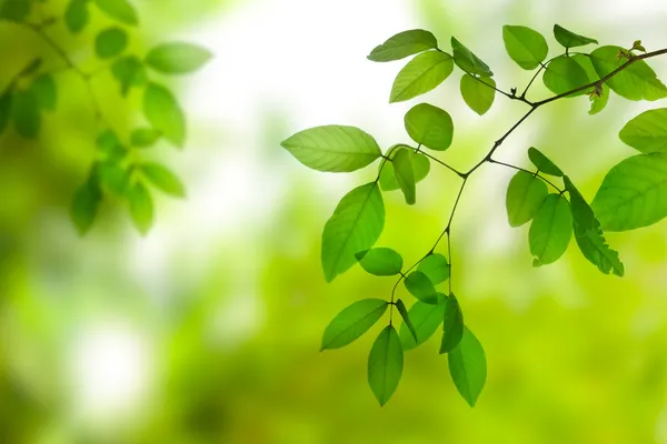 Green spring leaf — Stock Photo, Image