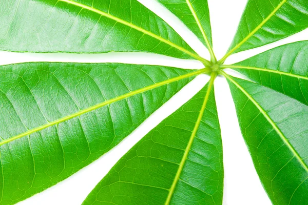 A beautiful lush green leaf. — Stock Photo, Image