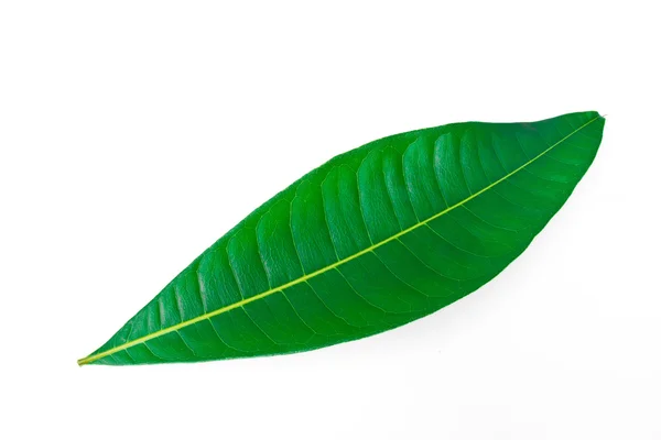 A beautiful lush green leaf isolated — Stock Photo, Image