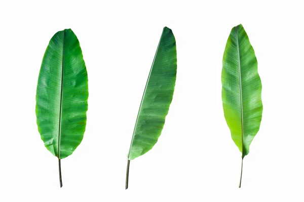 신선한 바나나 잎 절연 — 스톡 사진