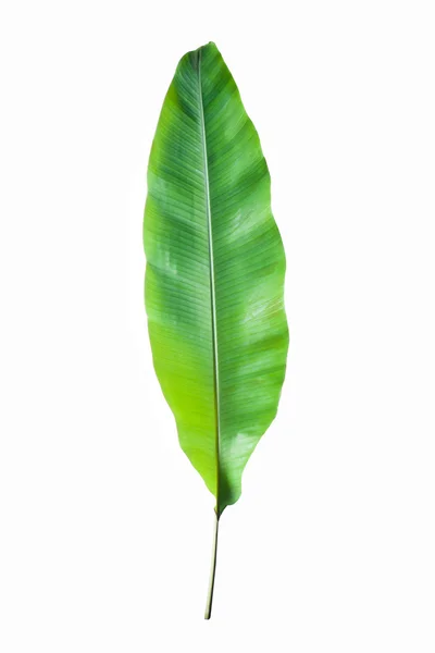 Bananenblatt auf weißem Hintergrund — Stockfoto