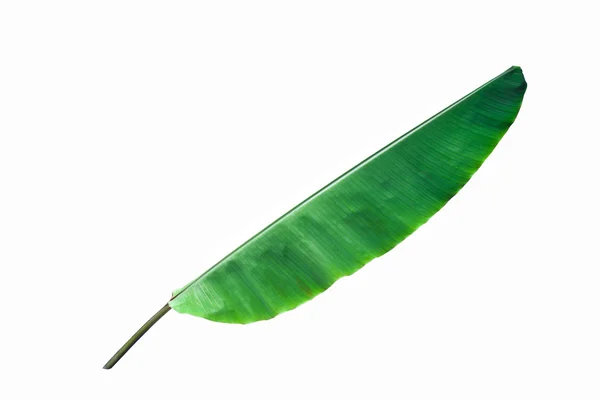 Hoja de plátano fresca aislada —  Fotos de Stock