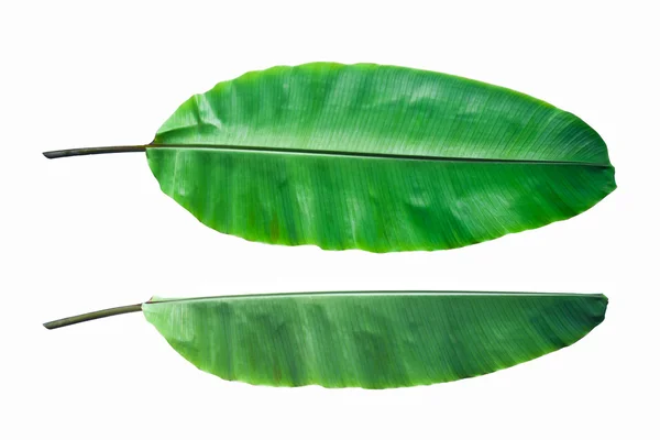 Fresh Banana Leaf Isolated — Stock Photo, Image