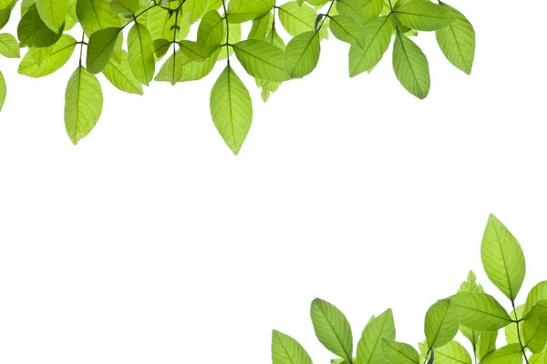 yeşil arka plan ayrılmak