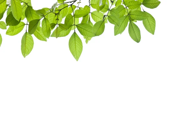 Green leaf background — Stock Photo, Image