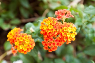 Lantana çiçekler