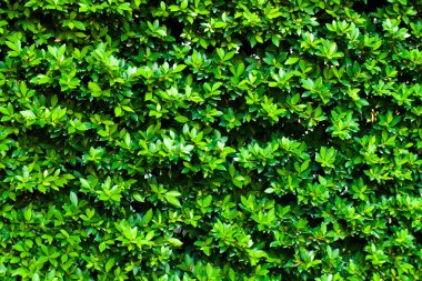 yaprakları arka plan.