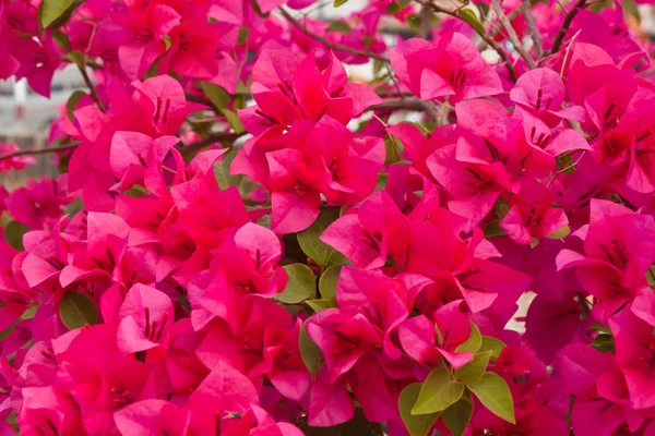 Bougainvillea marsa alam background. — Stock Photo, Image