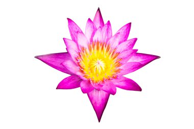 Beyaz arkaplanda izole nilüfer çiçeği