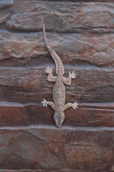 House lizard. — Stock Photo, Image