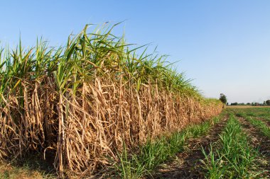 Sugarcane field clipart