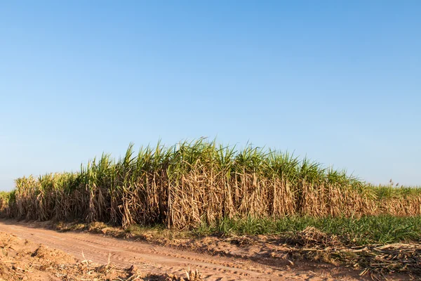 Suikerriet veld. — Stockfoto