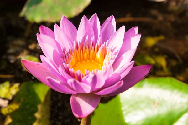 Beauty water lilly flower — Stock Photo, Image