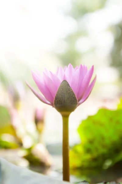 Rosa Seerosenblüte — Stockfoto