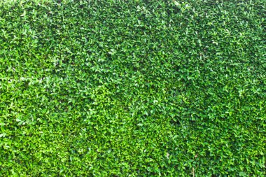 yaprak yeşil arka plan