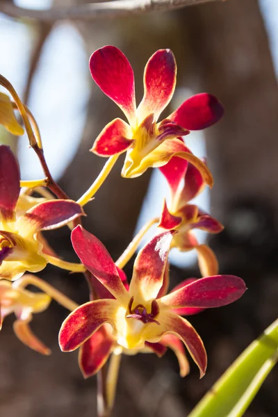 Fiori rossi del Orchid — Foto Stock