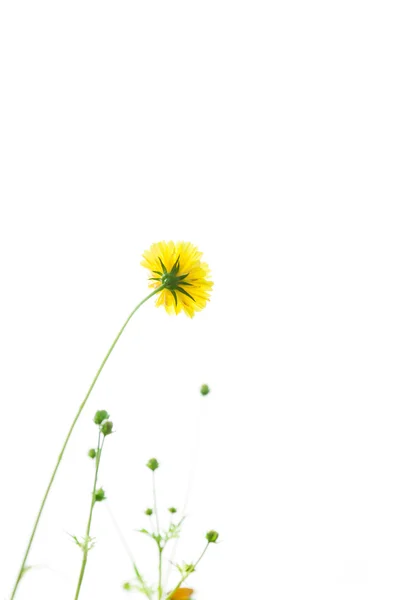 Yellow flowers on white background — Stock Photo, Image