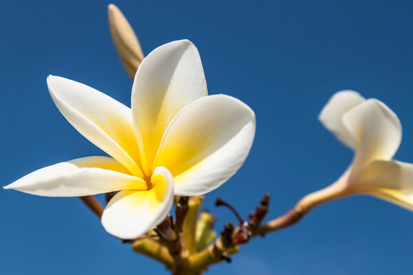 Frangipani flowers