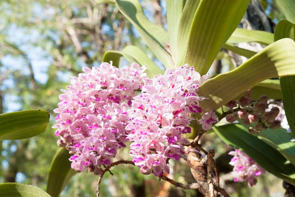 Flor de orquídea . — Fotografia de Stock