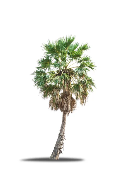 Пальмы изолированы — стоковое фото