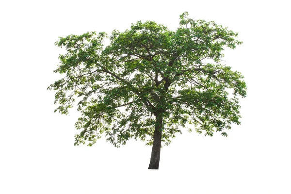 Tree — Stock Photo, Image