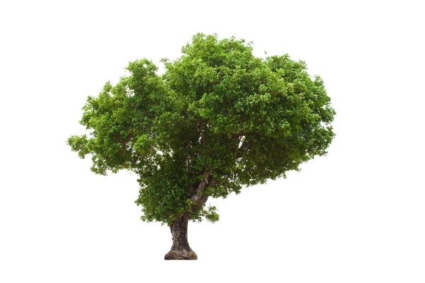 Baum — Stockfoto